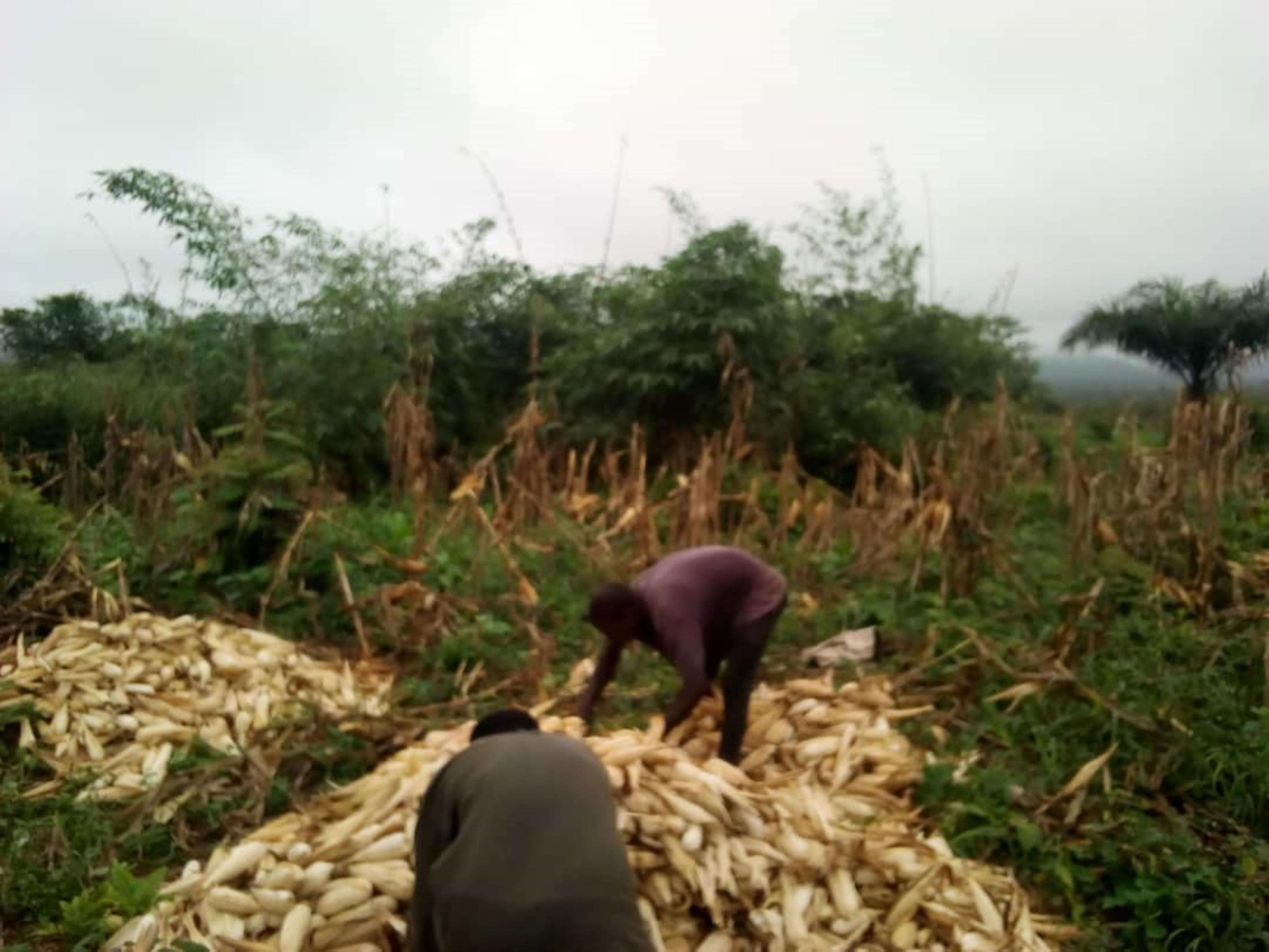 20 plots Land - For Sale, Abri, Accra | Strathium